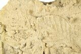 Fossil Leaves Preserved In Travertine - Austria #301610-2